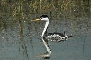 Grebe, Clark's, 2005-06011008 Bear River MBR, UT